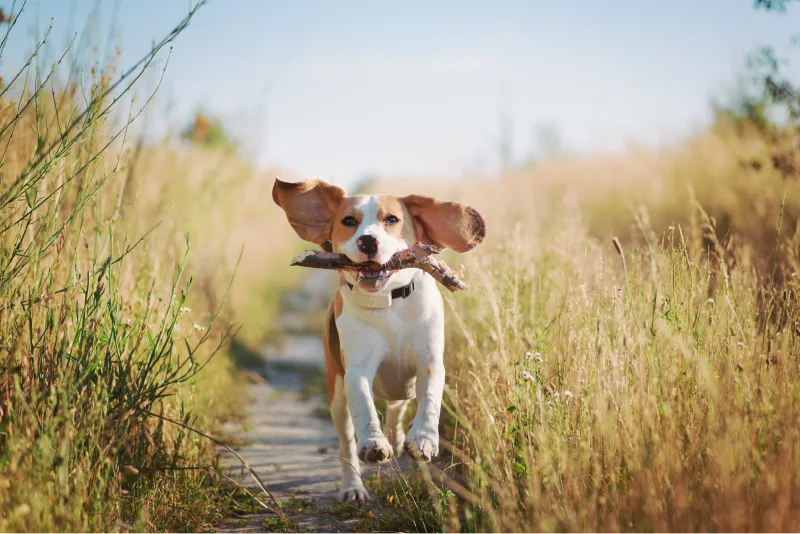 Pet Tracker vs. Pet Finder: What’s the Difference? — illustration 2